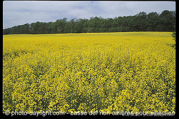 agriculture